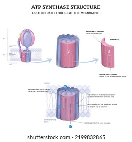 Estructura de la sintasa ATP. Ruta de protección a través de la membrana mitocondrial interior.