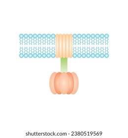 ATP Synthase Structure Scientific Design. Vector Illustration.