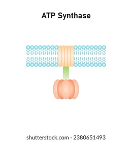 ATP Synthase Structure Scientific Design. Vector Illustration.