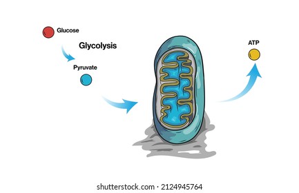 ATP Synthesis in mitochondria through Glycolysis pathway illustration