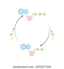 ATP-ADP Cycle Scientific Design. Vector Illustration.