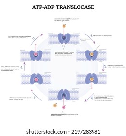 ATP-ADP translocase is a transporter protein. It imports ADP and export ATP across the inner mitochondrial membrane. Detailed diagram demonstrating this process step by step. 