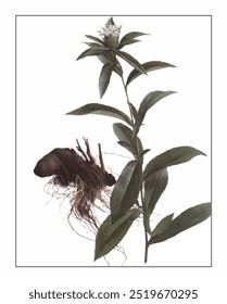 Atractylodes lancea, hand-painted floral and botanical painting, hand-painted herbal painting, natural herbs.