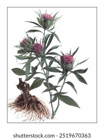 Atractylodes macrocephala, hand-painted floral and botanical painting, hand-painted herbal painting, natural herbs.