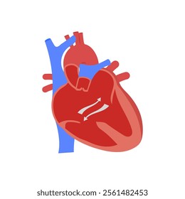 Atrioventricular Canal, Cardiovascular Disease Illustration Icon