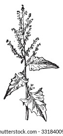 Atriplex, vintage engraved illustration. Dictionary of words and things - Larive and Fleury - 1895.