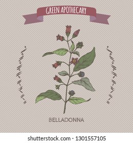 Atropa belladonna aka belladonna or deadly nightshade color sketch. Green apothecary series. Great for traditional medicine, or gardening.