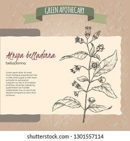 Atropa belladonna aka belladonna or deadly nightshade sketch. Green apothecary series. Great for traditional medicine, or gardening.