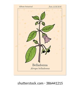 Atropa belladonna, or deadly nightshade, medicinal plant. Hand drawn botanical vector illustration