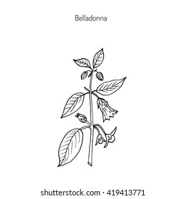 Atropa belladonna, or deadly nightshade, medicinal plant. Hand drawn botanical vector illustration