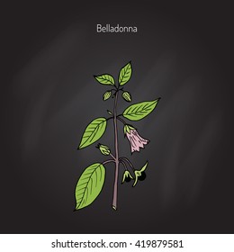 Atropa belladonna, or deadly nightshade, medicinal plant. Hand drawn botanical vector illustration