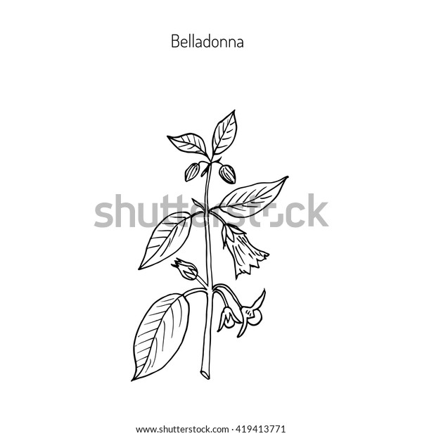 Atropa Belladonna Deadly Nightshade Medicinal Plant Stock Vector ...