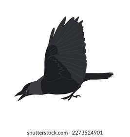 Attack jackdaw with raised wings, vector illustration