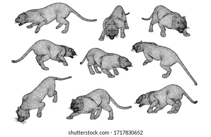 Ataque la ilustración de las líneas del tigre. Tigre vector abstracto sobre el fondo blanco