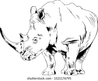 attacking big rhinoceros drawn by hand on a white background separated tattoo