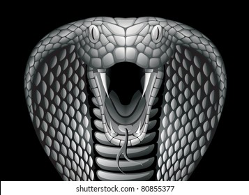 Attacking cobra on the black background, vector illustration with gradients.