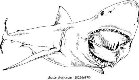 the attacking great white shark with an open mouth and teeth , drawn in ink freehand sketch