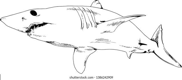 the attacking great white shark with open jaws drawn in ink by hand on a white background sketch