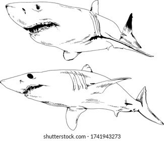 the attacking great white shark with open jaws drawn in ink by hand sketch