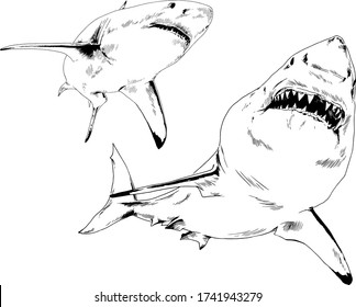 the attacking great white shark with open jaws drawn in ink by hand sketch