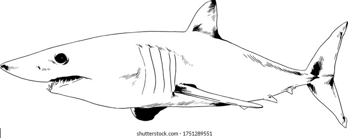 the attacking great white shark with open jaws drawn in ink by hand sketch