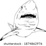 the attacking great white shark with a snarling mouth painted by hand