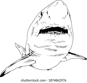 the attacking great white shark with a snarling mouth painted by hand