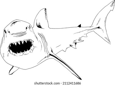 the attacking great white shark with a snarling mouth painted by hand on a white background separated tattoo