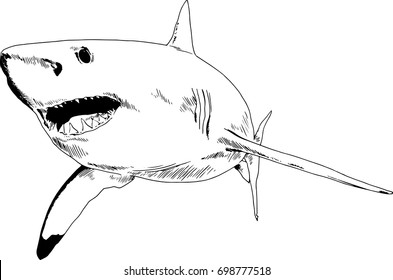 the attacking great white shark with a snarling mouth painted by hand on a white background separated tattoo