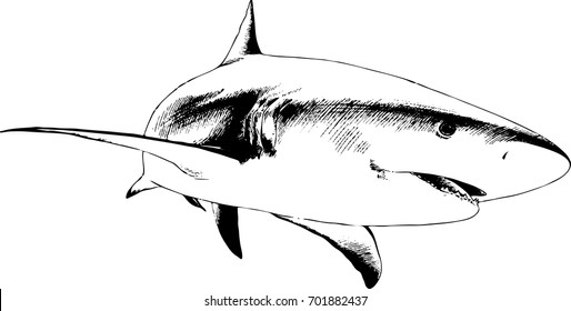 the attacking great white shark with a snarling mouth painted by hand on a white background separated tattoo