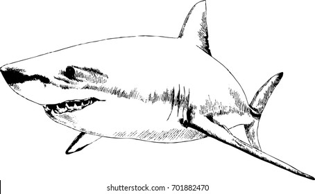 the attacking great white shark with a snarling mouth painted by hand on a white background separated tattoo