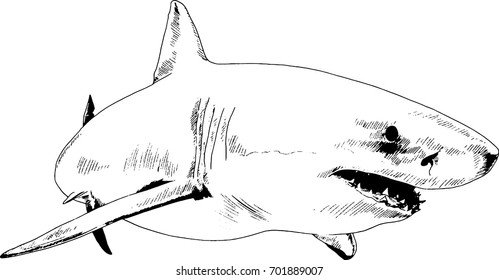 the attacking great white shark with a snarling mouth painted by hand on a white background separated tattoo