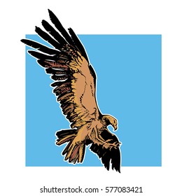 Attacking hawk