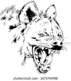 attacking the hyena with a snarling mouth painted by hand on a white background separated tattoo