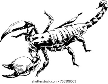 attacking Scorpion with a poisonous sting drawn ink from hands without background tattoo sketch