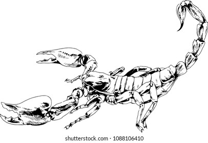 attacking the Scorpion with the sting striker is drawn in ink freehand sketch tattoo