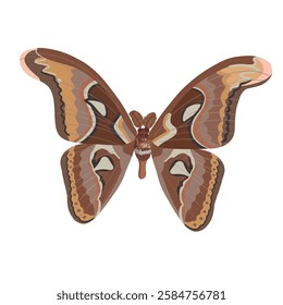 Attacus atlas butterfly butterfly. Vector illustration