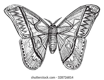 Attacus, vintage engraved illustration.