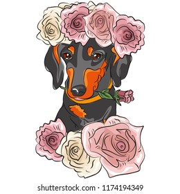 Attractive black Dachshund, in a wreath of delicious pink roses. Illustration for magazine, printing, website, poster, print for clothes.