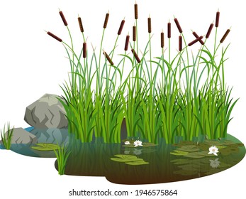 Attraktiver Teich mit Busch Schilf mit Wasserlilie Blumen und Blättern auf dem Wasser. Weiße und Heckenlilie und Steine, die sich im Wasser des Sees widerspiegeln.