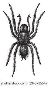 Atypus is a genus of mygalomorph spider the purse web spiders, vintage line drawing or engraving illustration.