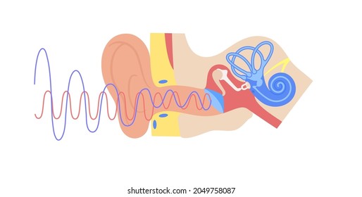 Audiometry test concept. Ear anatomy medical poster. Deafness disease. Hearing loss problems. Semicircular canals, membranous ampullae, utricle, saccule and cochlea anatomical flat vector illustration