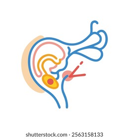 Auditory Canal Anatomy Overview Design