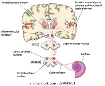 Auditory nerve pathways from the cochlea in the ear to the primary auditory area of the cerebral cortex.