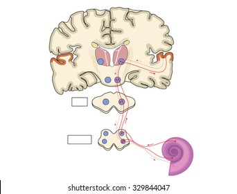 Auditory nerve pathways from the cochlea in the ear to the primary auditory area of the cerebral cortex.