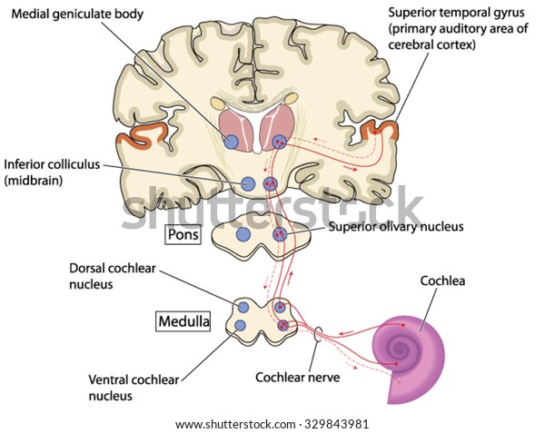 Auditory nerve pathways from\
the cochlea in the ear to the primary auditory area of the cerebral\
cortex.