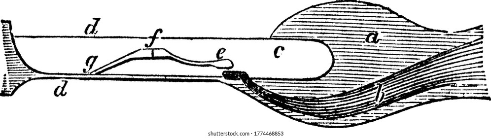 The auditory nerves are bundle of nerve fibres that carries hearing information, shown here is its parts like, a: the osseous septum grooved for the passage of the cochlear nerve; and other, vintage.