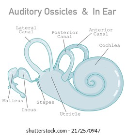 Auditory ossicles, bony labyrinth, cochlea. Three bone; malleus, hammer, incus, anvil, and stapes, stirrup. In middle ear. Anterior, posterior, lateral canal. Hearing, balance. Draw vector illustrator