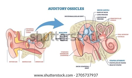 Auditory ossicles brief diagram shows the middle ear sound pathway, malleus, incus, and stapes amplify vibrations from eardrum to cochlea. Outline diagram
