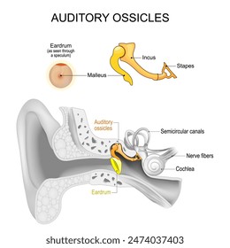 Huesecillos auditivos. Anatomía del oído. Primer plano de tres huesos Pequeños del cuerpo humano. Cadena osicular. Sección transversal del oído con tímpano, canales semicirculares, cóclea, maléolo, inciso, estribo. Vector